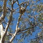 Raymond Island - Koalas